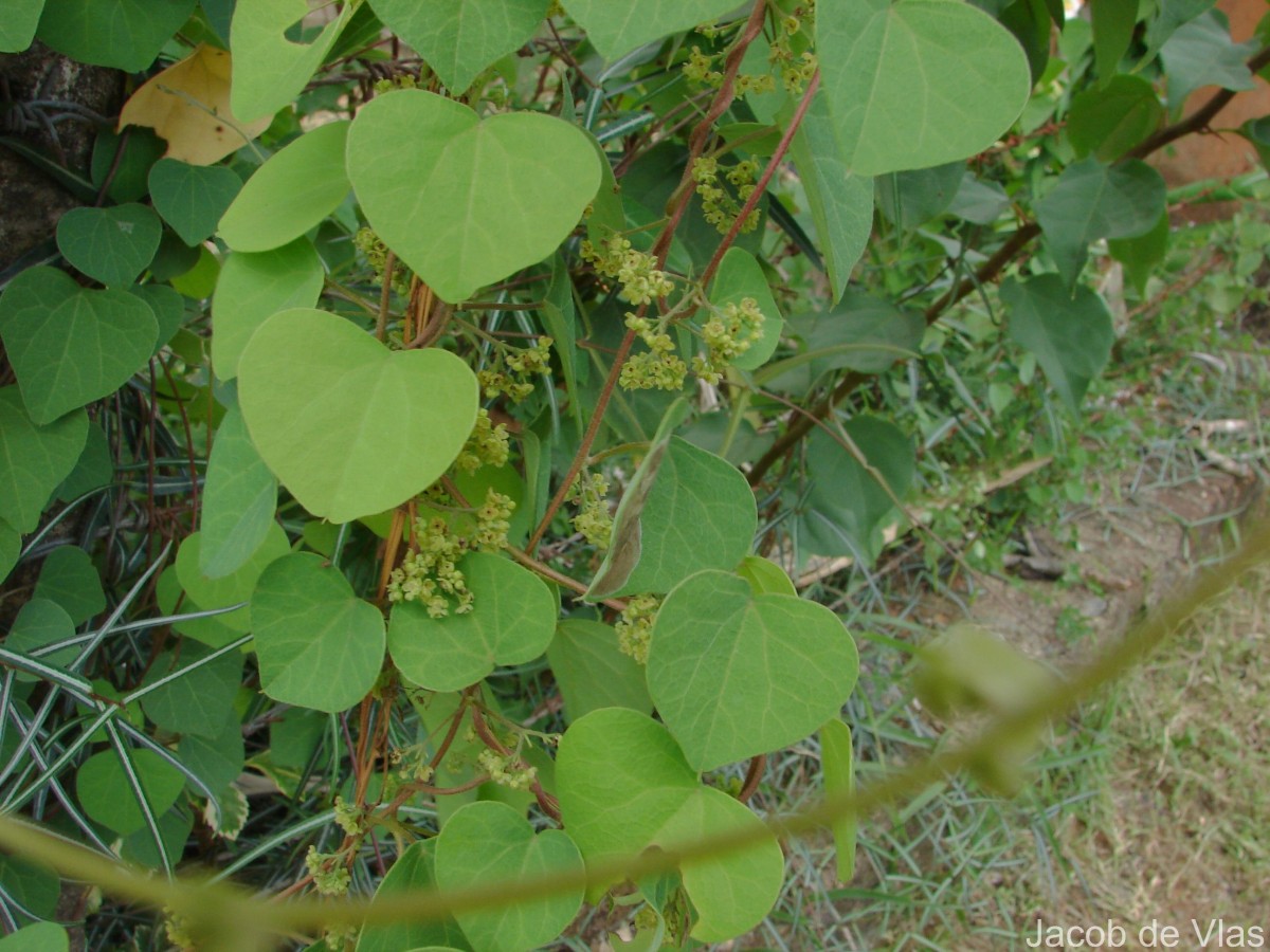 Cissampelos pareira L.